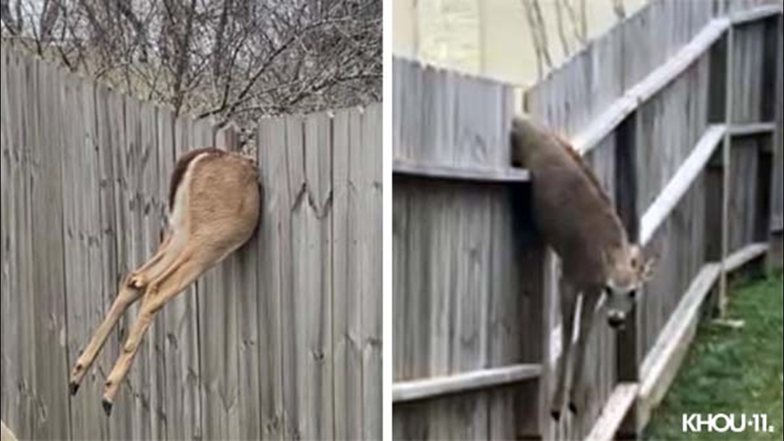 Video: Deer caught in fence in Sienna, Texas neighborhood | wfaa.com