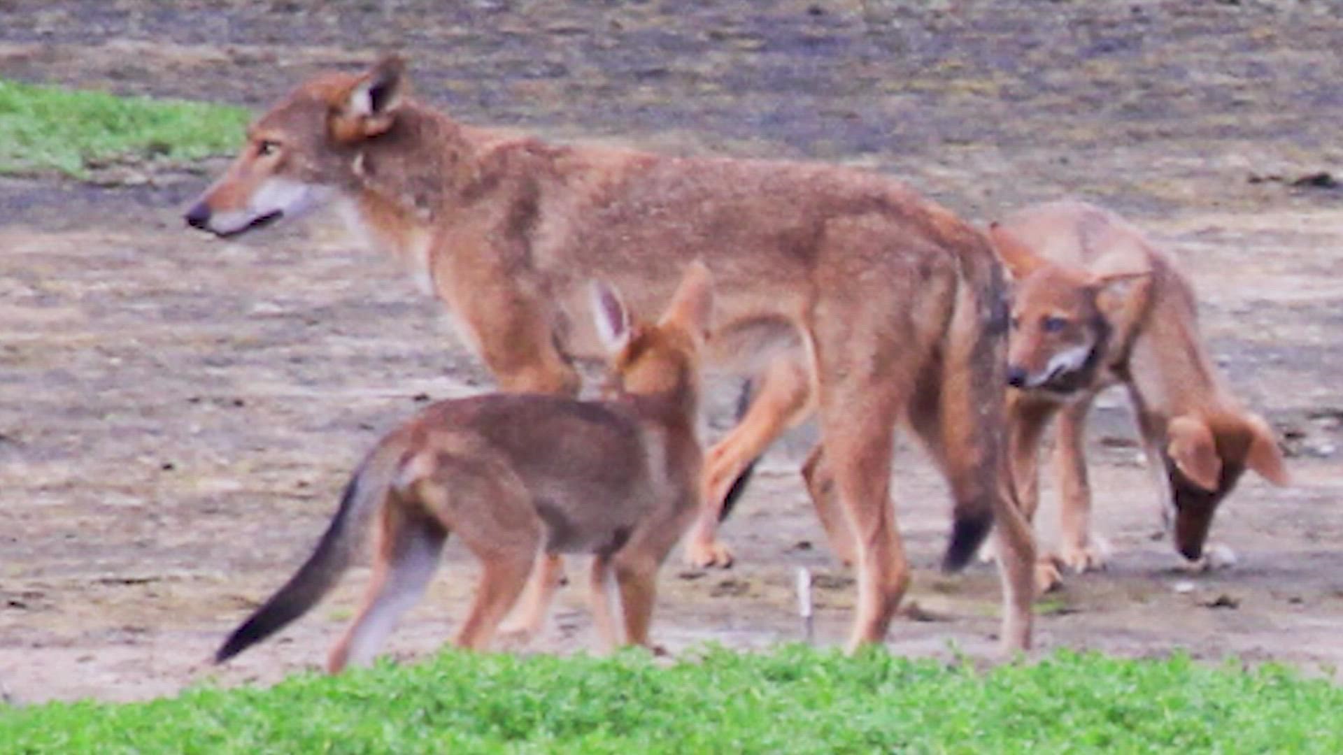 They say the animals are a mixture of red wolves and coyotes and say the packs on Galveston Island may hold the key to a species’ survival.