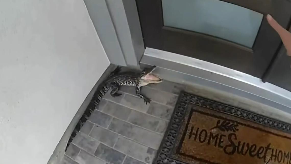 Fulshear gator wrangling captured on officers' bodycam | wfaa.com