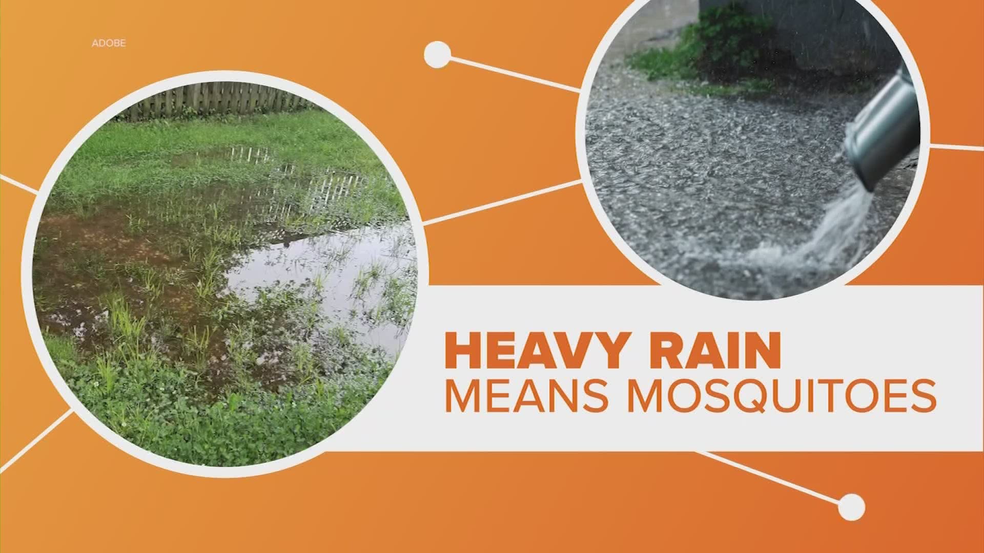 After heavy rains, we know what comes next -- mosquitoes. But what can we expect and how can we stop them? Let’s connect the dots.