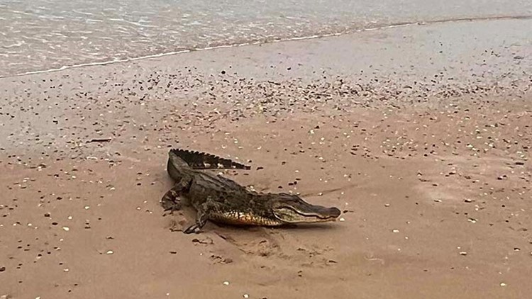 Gator spotted lounging on the beach at Bolivar