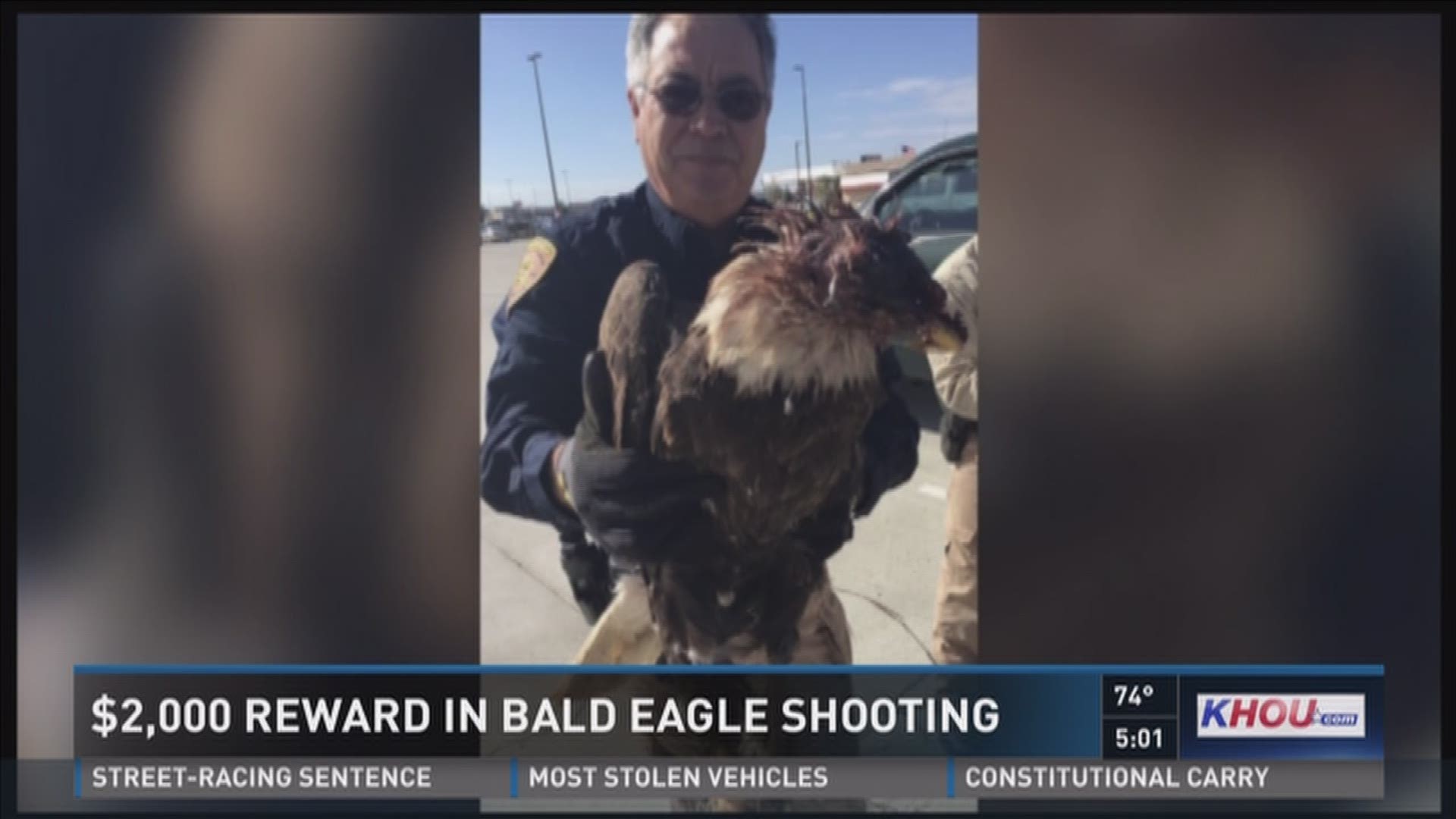 The Chambers County Sheriff's Office is looking for the person responsible for shooting a bald eagle in the Anahuac area.