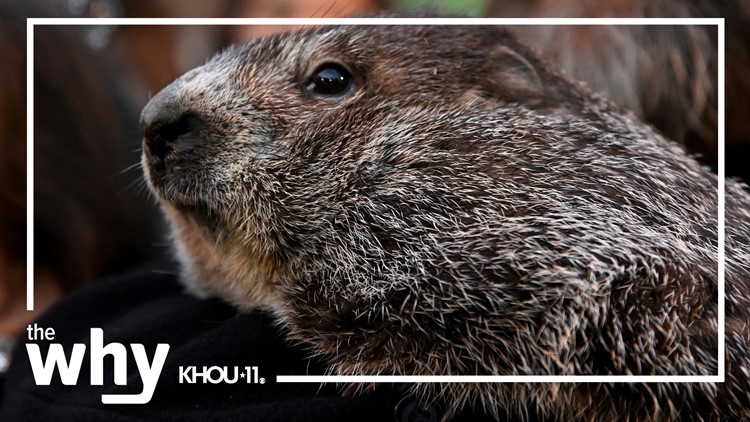 Why do we use a groundhog to predict weather?