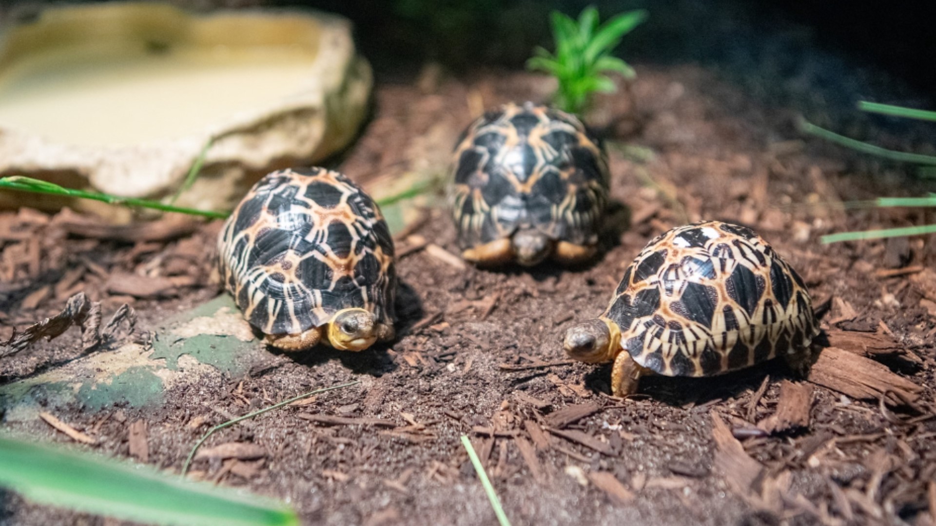 Dill, Gherkin and Jalapeño were born on Valentine's Day, 2023. Their story went viral because their dad became a first-time father at the age of 90.