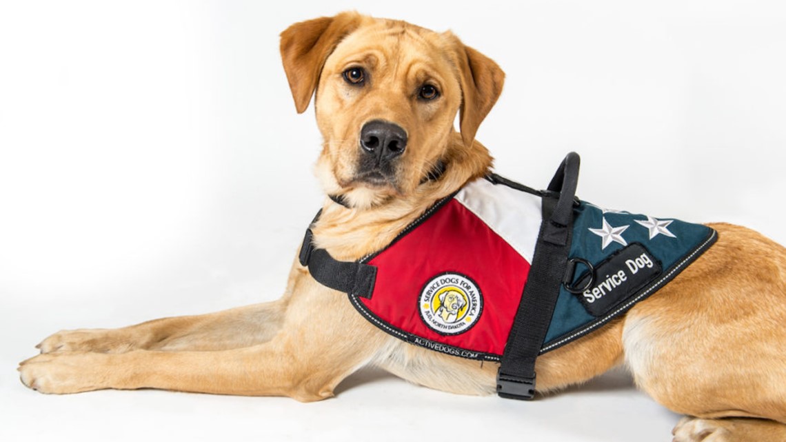 New Texas law increases fines for fake service animals