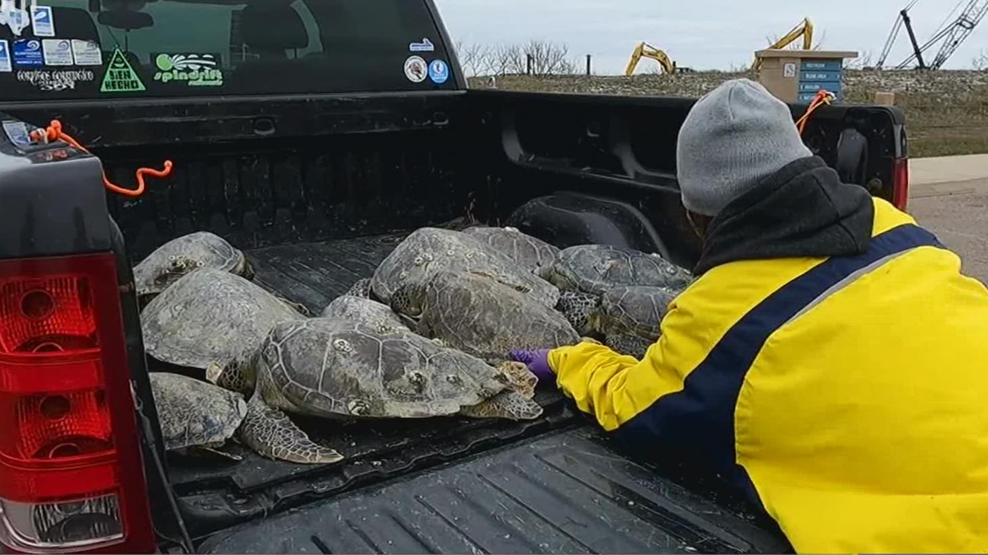 With another artic blast on its way, experts are preparing for another round of cold stunned sea turtles.