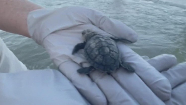 South Texas sea turtle release season is in full swing as hatchlings make their way to the water