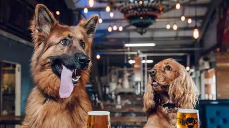 Brewery offers paid 'paw-ternity' leave for employees with new puppies