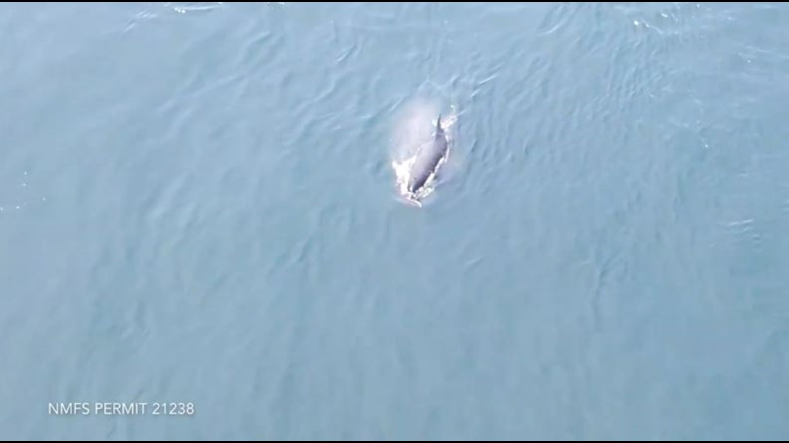 The Heartbreaking Reason This Mother Whale Carried Her Dead Calf The Implications of Whale Behavior