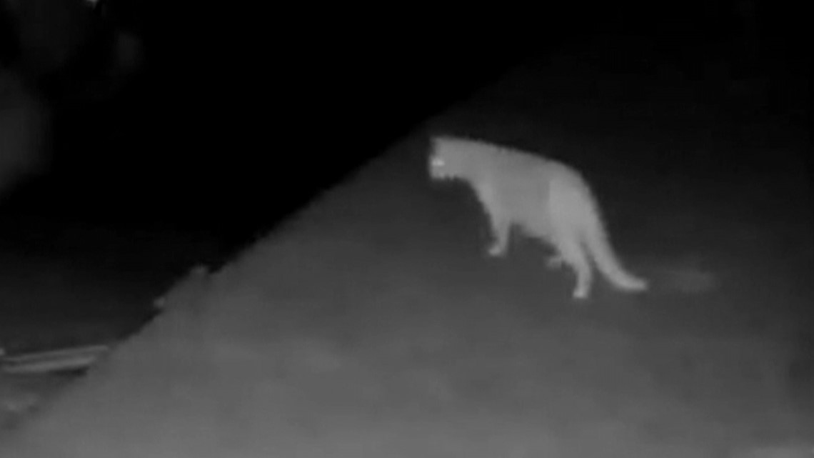 Possible cougar sighting on Mercer Island turns out to be house cat(01)