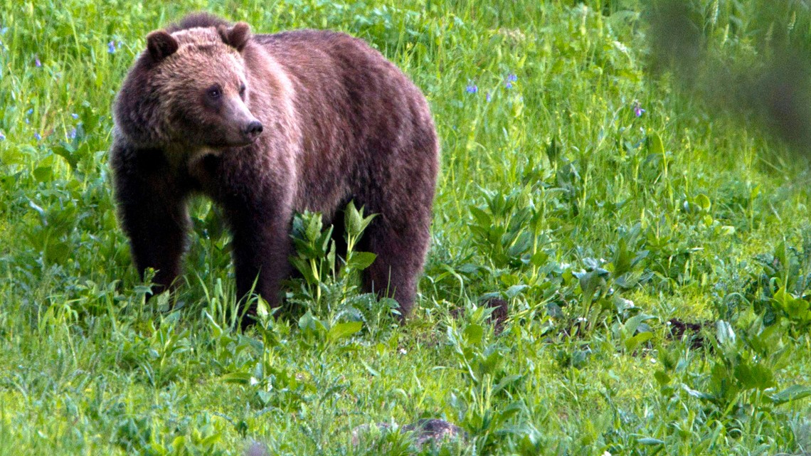 A woman is found dead after being attacked by a grizzly bear near Yellowstone