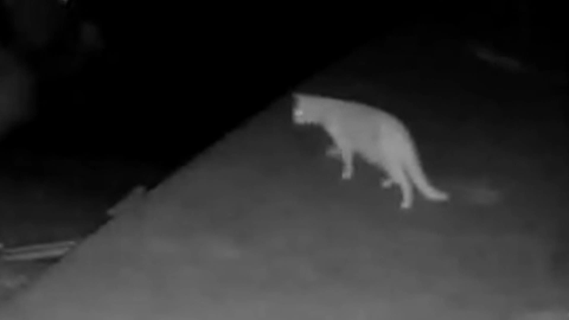 A Mercer Island homeowner captured surveillance footage of a cougar walking along a driveway on Oct. 12, 2019.
