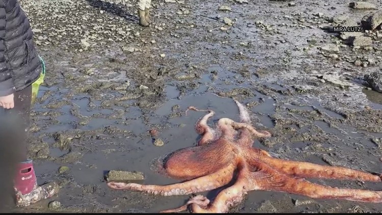 Octopus rescue caught on camera