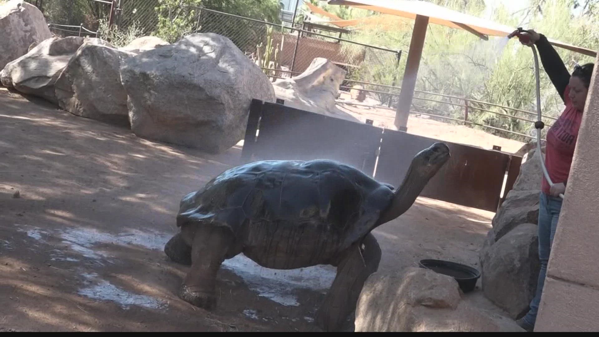 We all try to stay out of the heat during the summer and the animals at the Phoenix Zoo are doing the same thing!