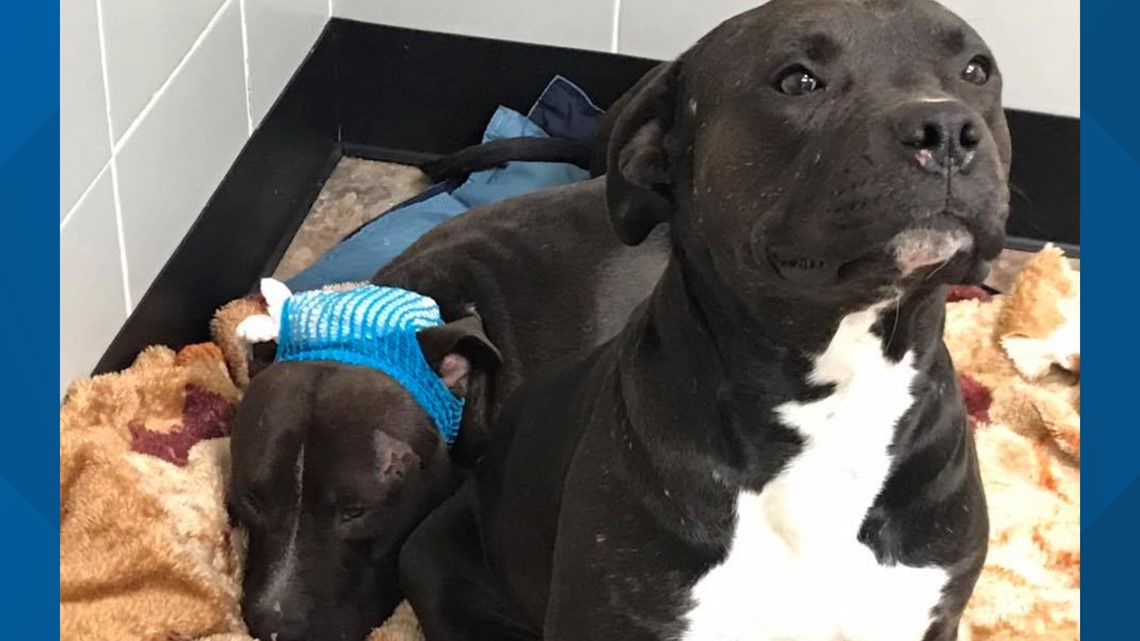 Astonishing Spokane Pet Adoption Stock