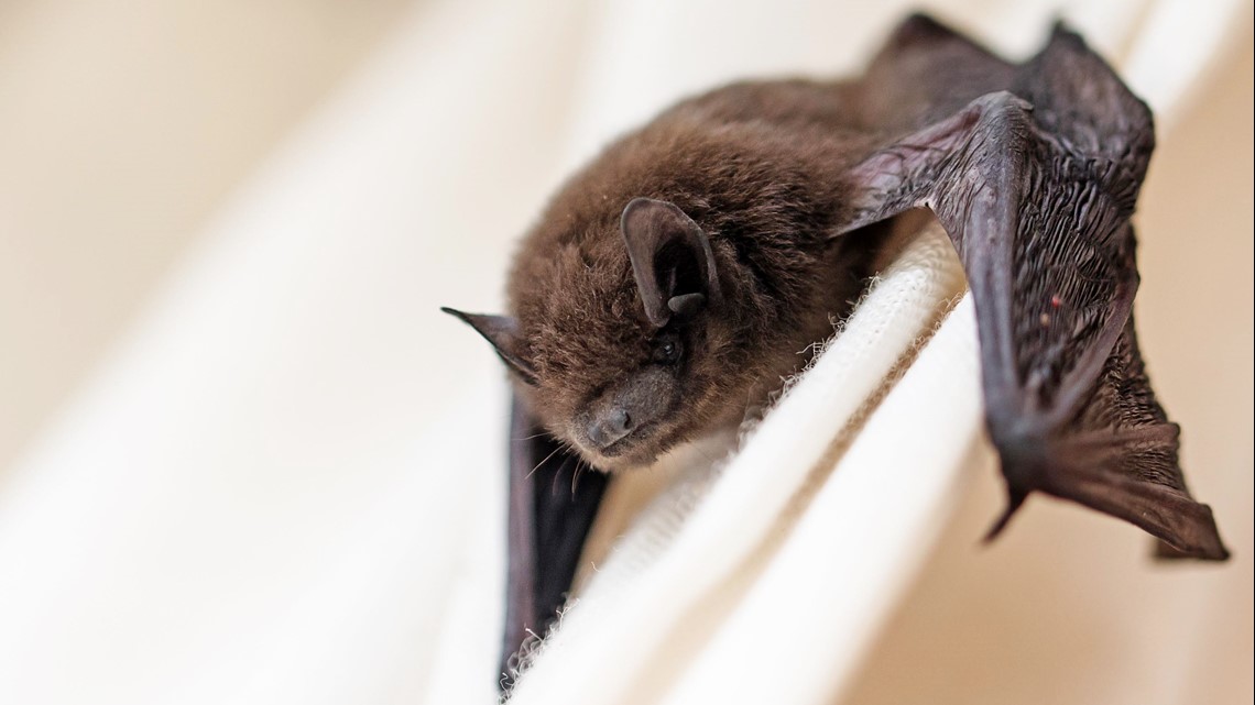 PLANO, Texas | Bat tests positive for rabies. What we know