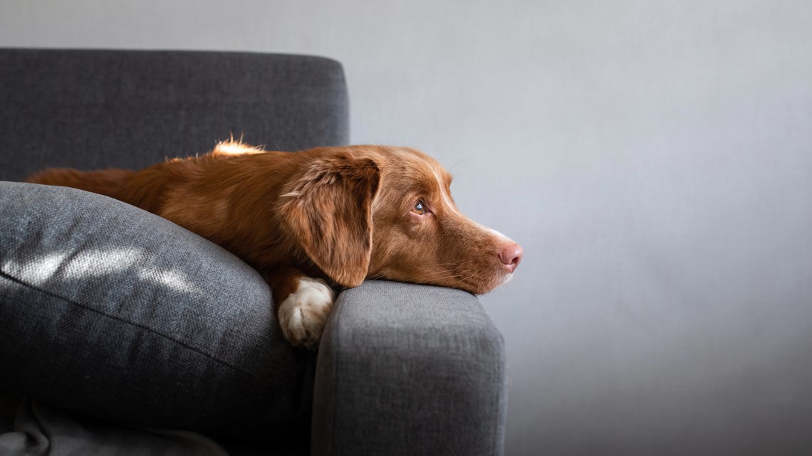 Zillow: Dallas, Fort Worth among most pet-friendly cities in U.S. - Vimarsana News