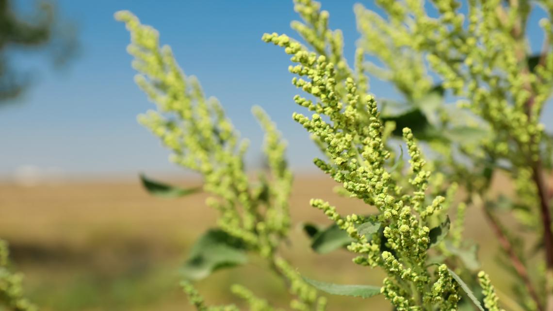 Texas allergy forecast Why DFW pollen count, ragweed are so bad
