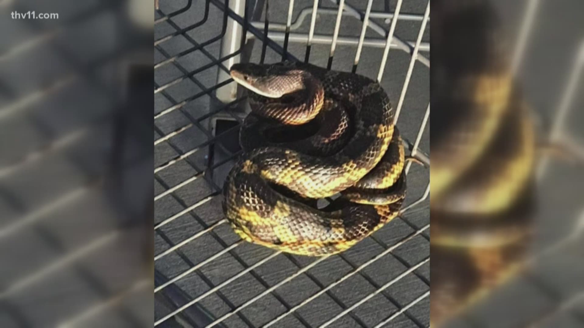 Well another reason to be careful when you go shopping police in Texas find a snake in a Walmart shopping cart.
