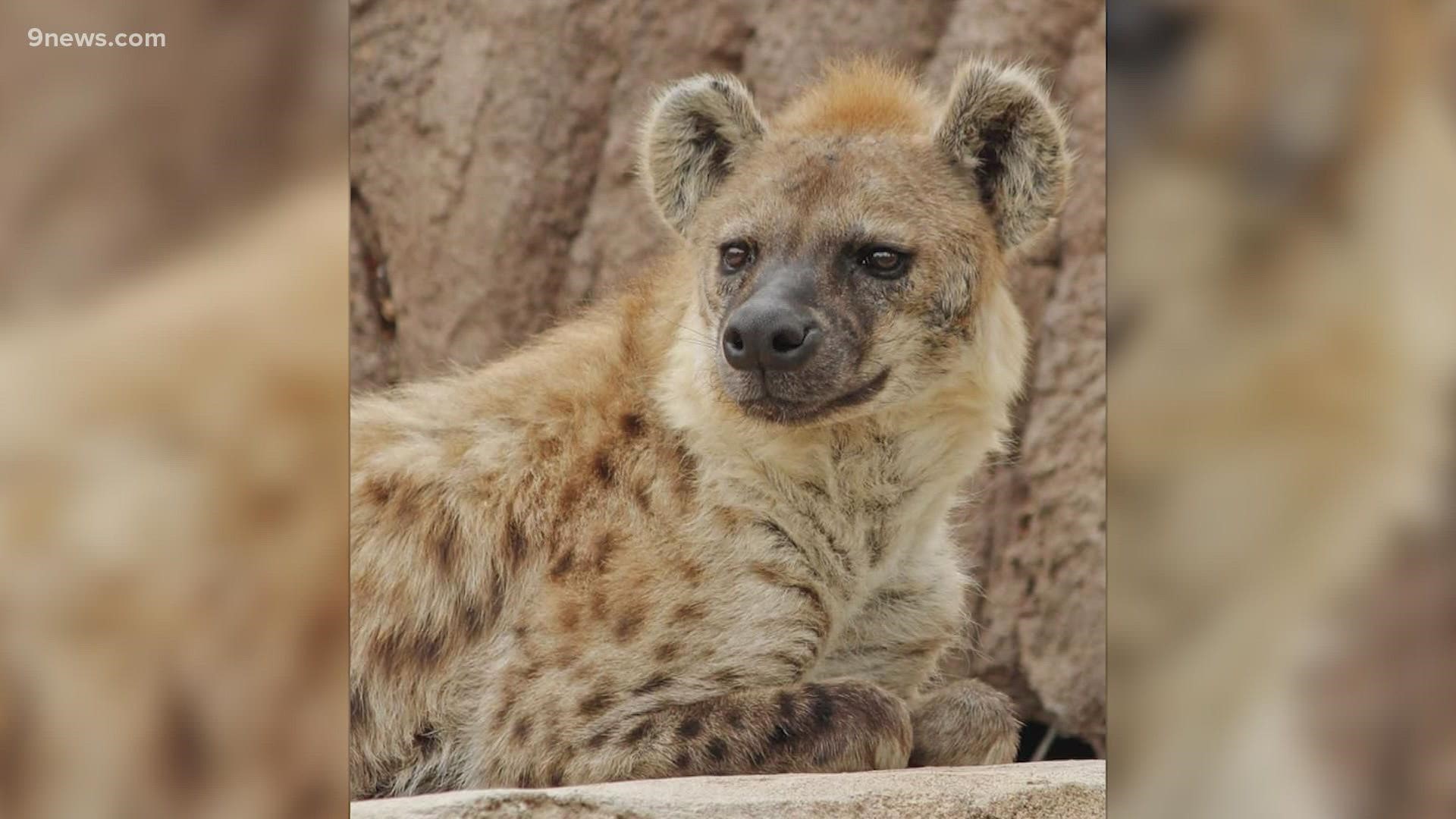 Zoo staff said the hyenas are experiencing mild symptoms.