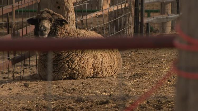 Coyotes suspected in attacks at Colorado ranch | wfaa.com