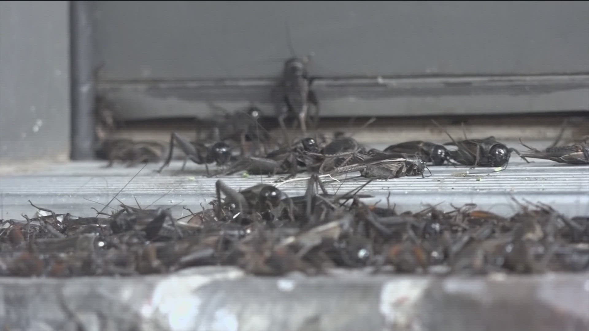 Why are there so many crickets in Texas?