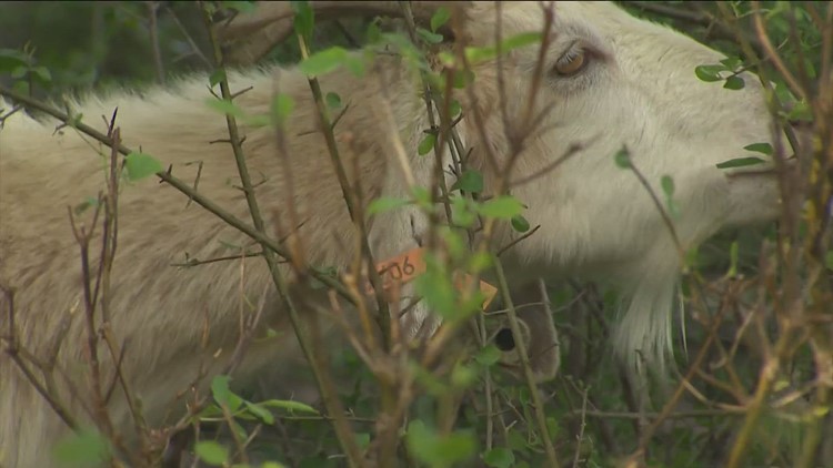 Oh my goat! A Texas developer is implementing a herd of goats for mowing jobs