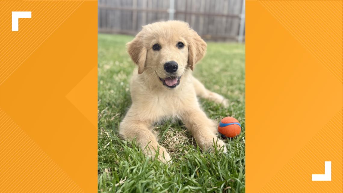 Meet Chase, the new crisis K9 in Central Texas