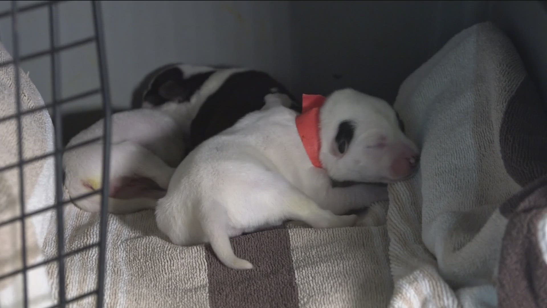 Newborn puppies found on the side of the road in Lockhart are now on their way to finding new homes.