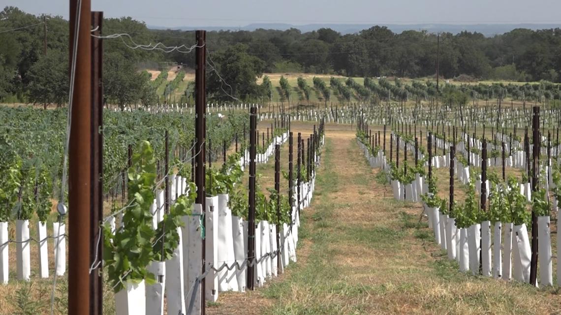 Spicewood Vineyards expecting largest harvest ever