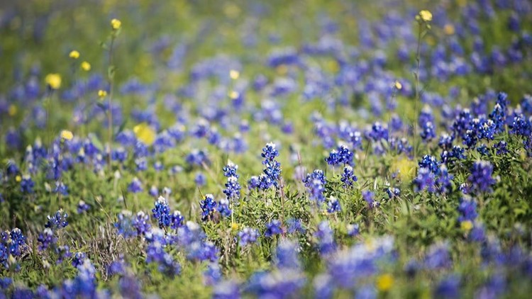 'Especially lush': Wildflower Center predicts above-average bluebonnet season