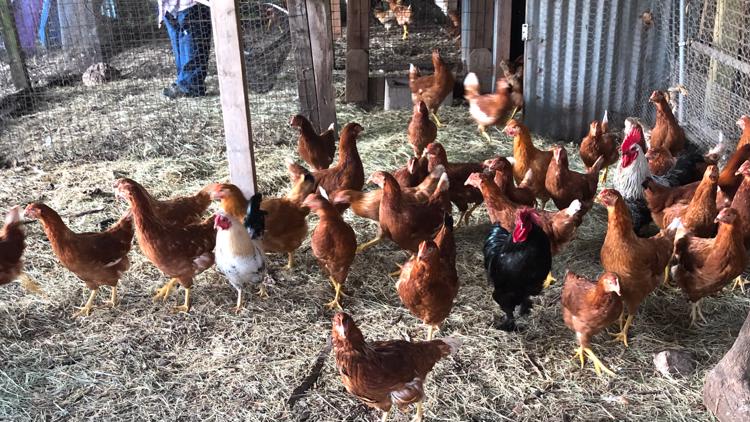 Austin ranch owner sees sale of pet chickens quadruple ...