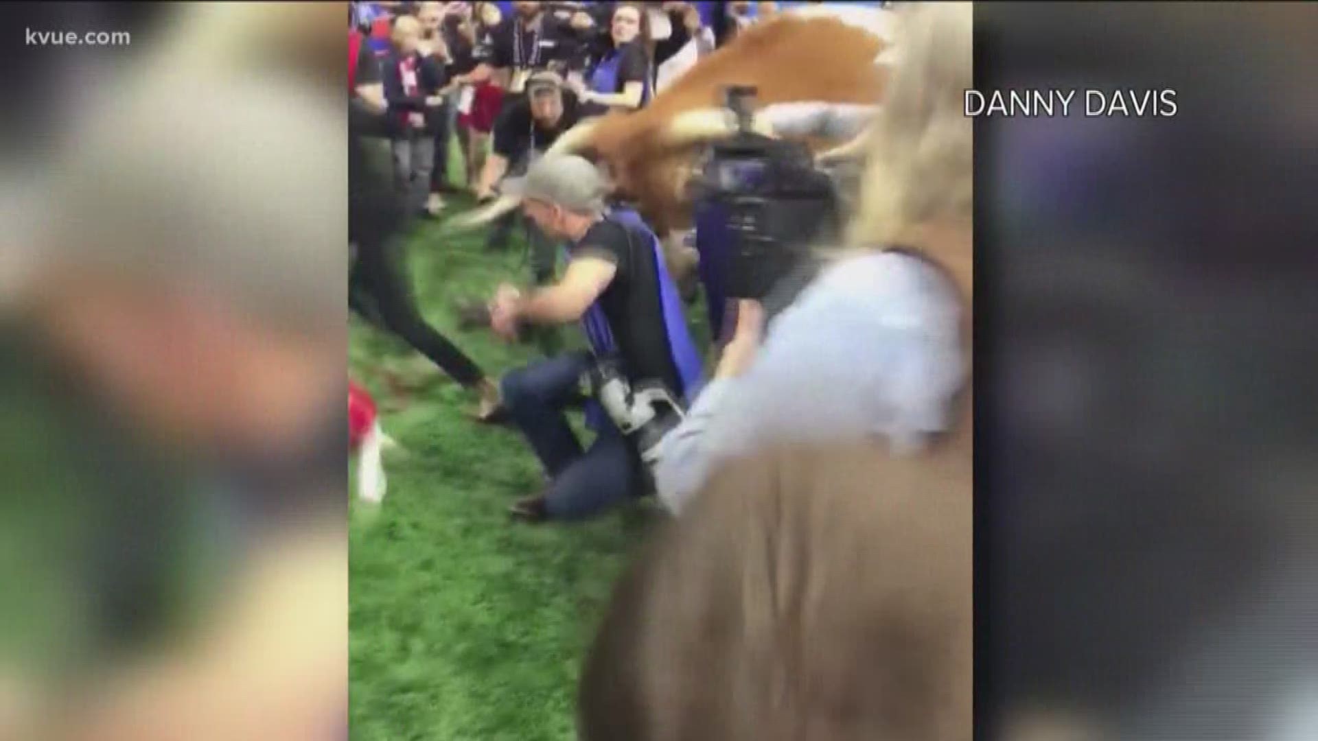 In the hour before kickoff, the Georgia Bulldogs mascot was being escorted near Bevo's pen on the sidelines and the Longhorn's mascot charged out of its pen and at the bulldog.