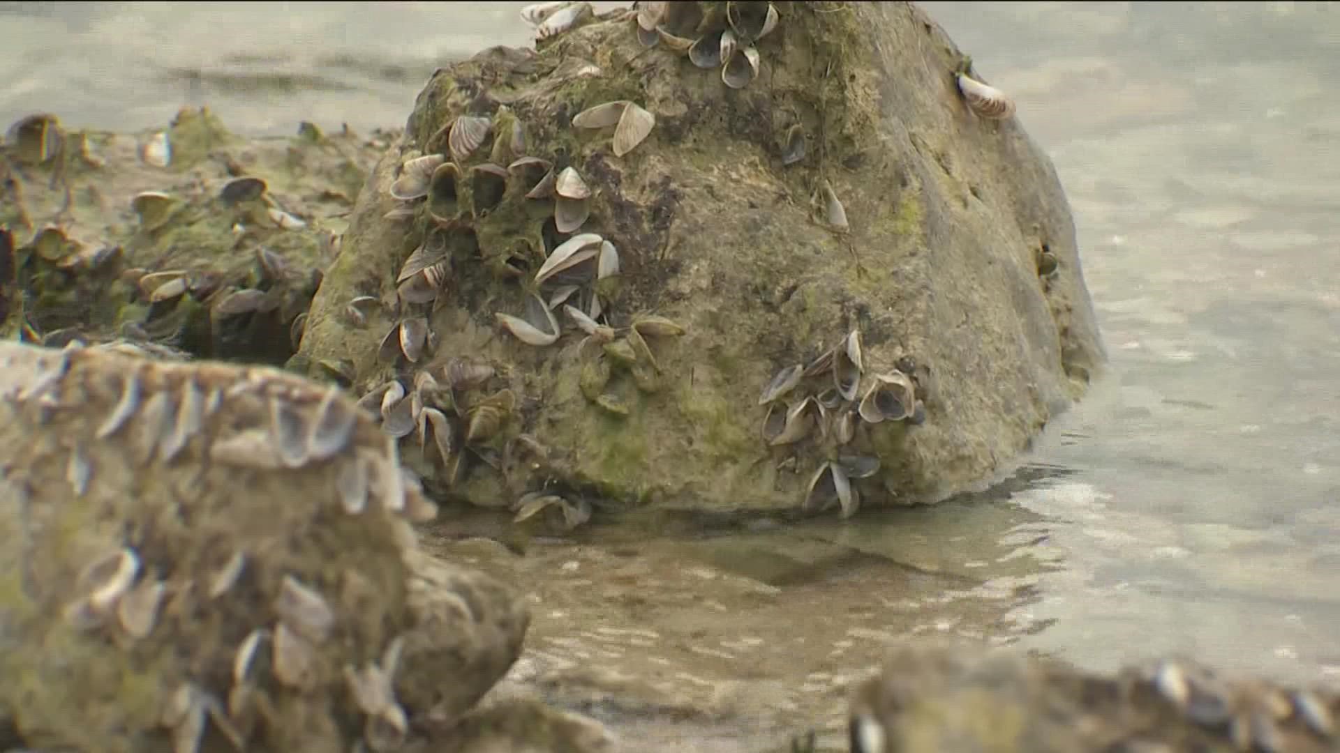 As water levels drop, some zebra mussels will die out. But the drought conditions are an opportunity for the invasive species to continue to spread.