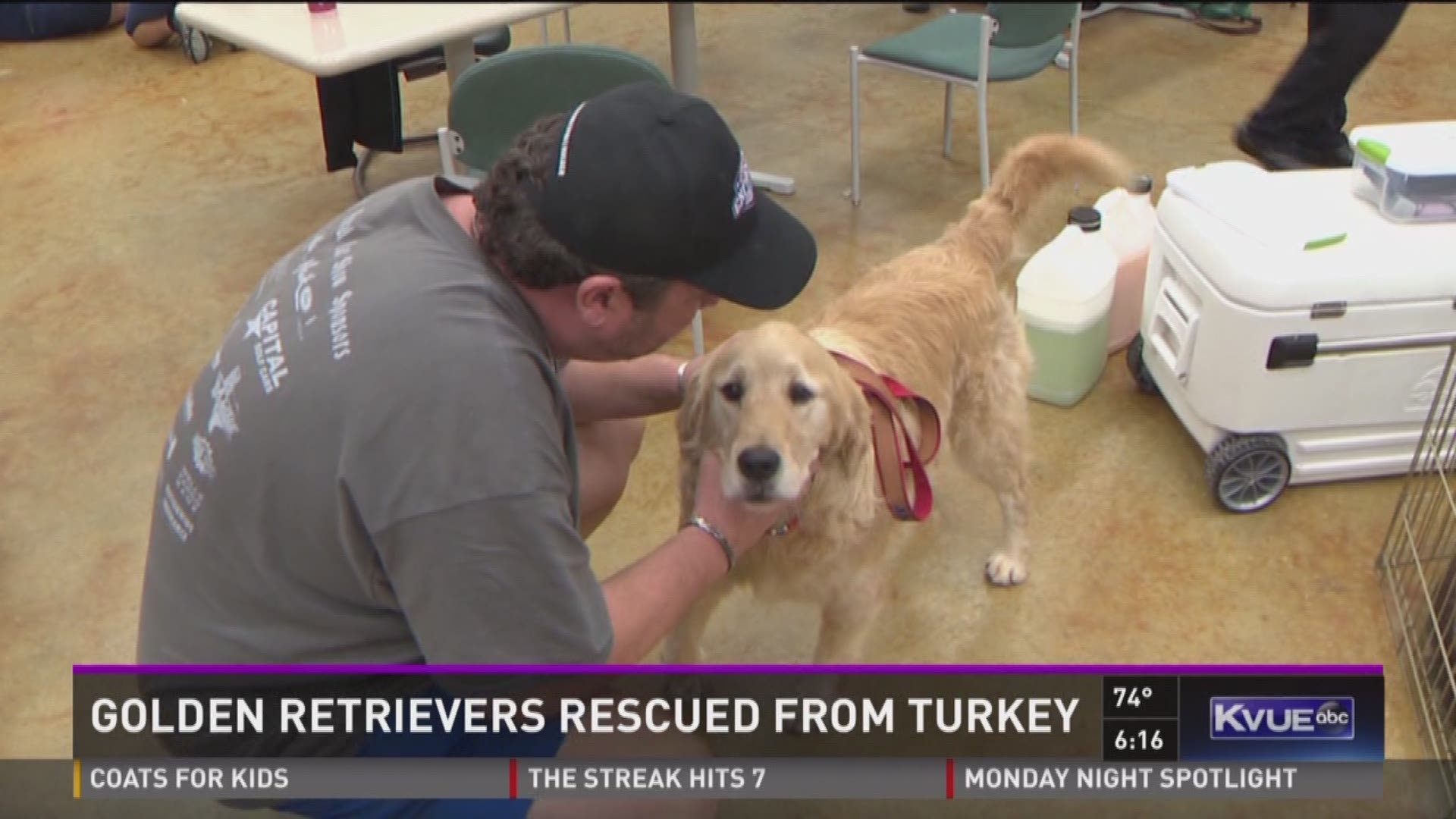 Rescue group brings golden retrievers from Turkey to Texas