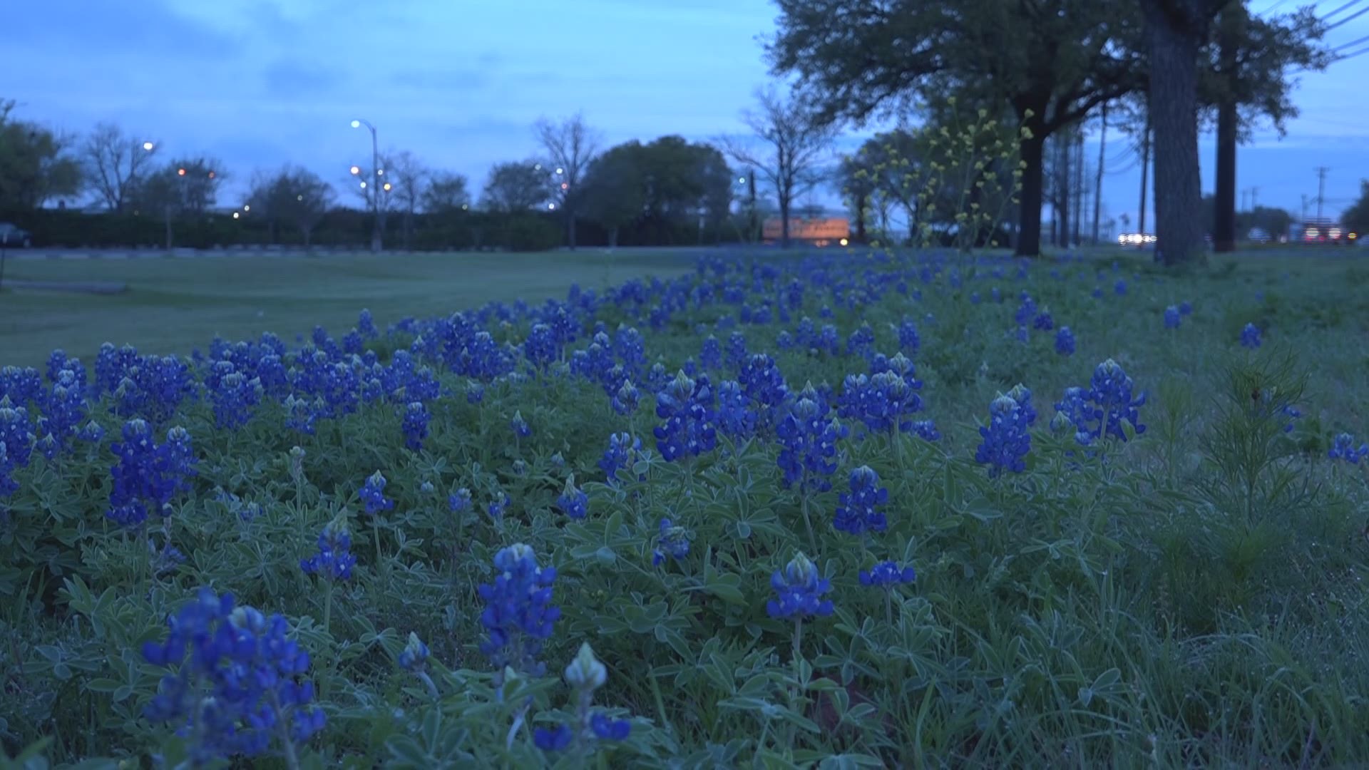 Bluebonnet timelapse