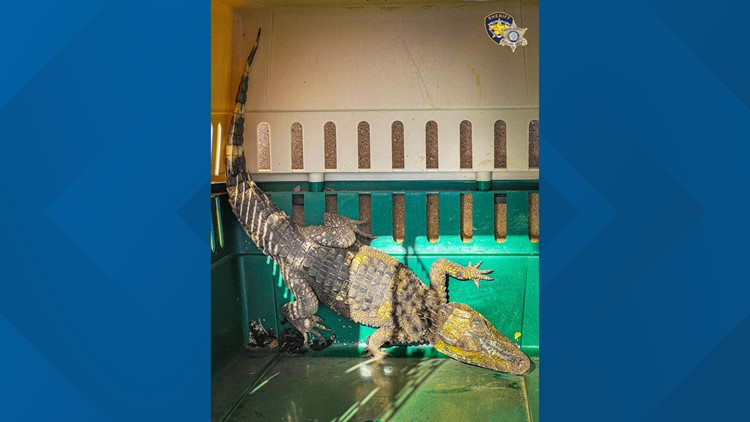 Pet caiman found in Texas mobile home park being returned to owner