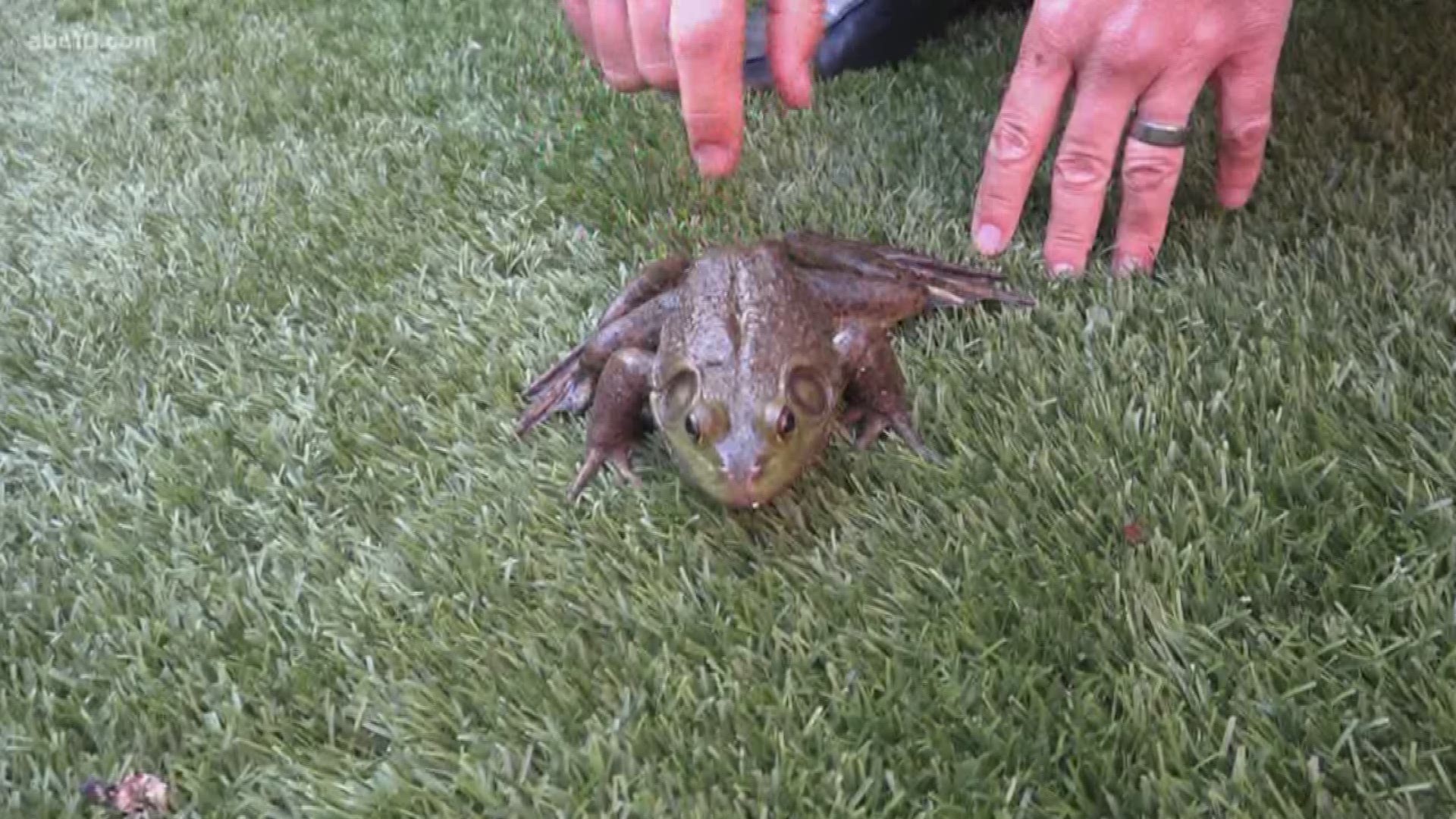 For some reason there are a bunch of frogs in the Bonney Backyard, so of course we're having a frog jumping competition.