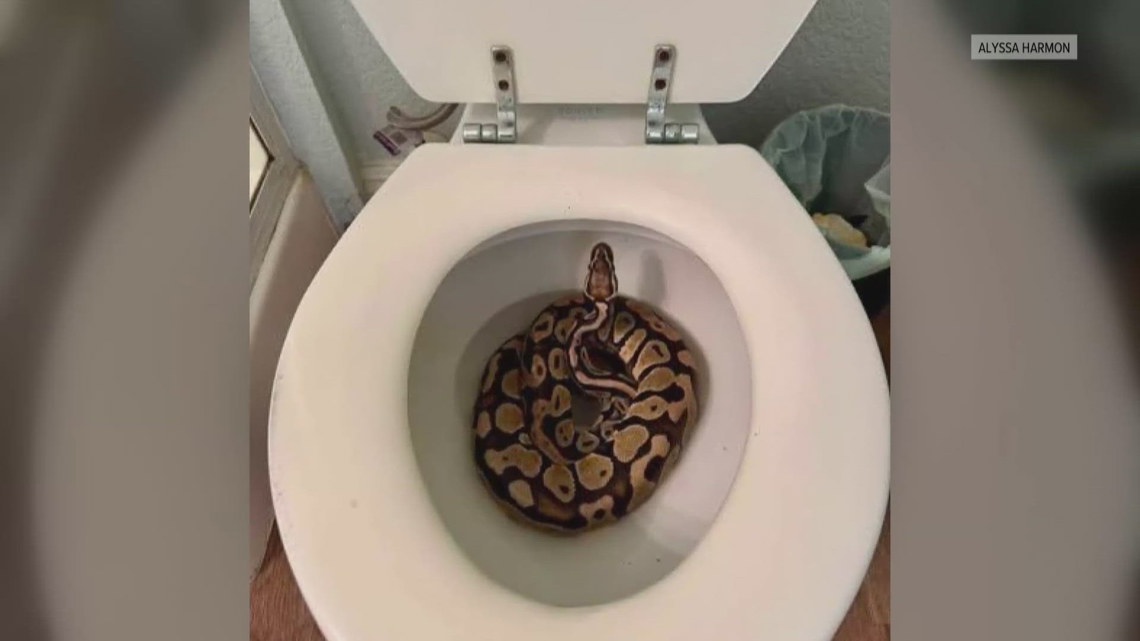 Orangevale woman finds 3-foot ball python inside her toilet
