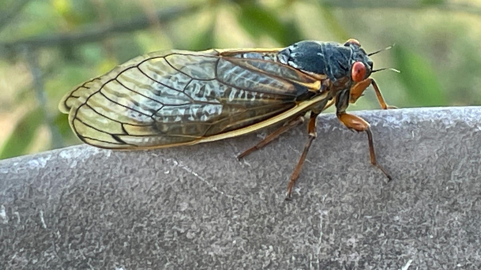 How to protect your yard, garden as cicada broods emerge | wfaa.com