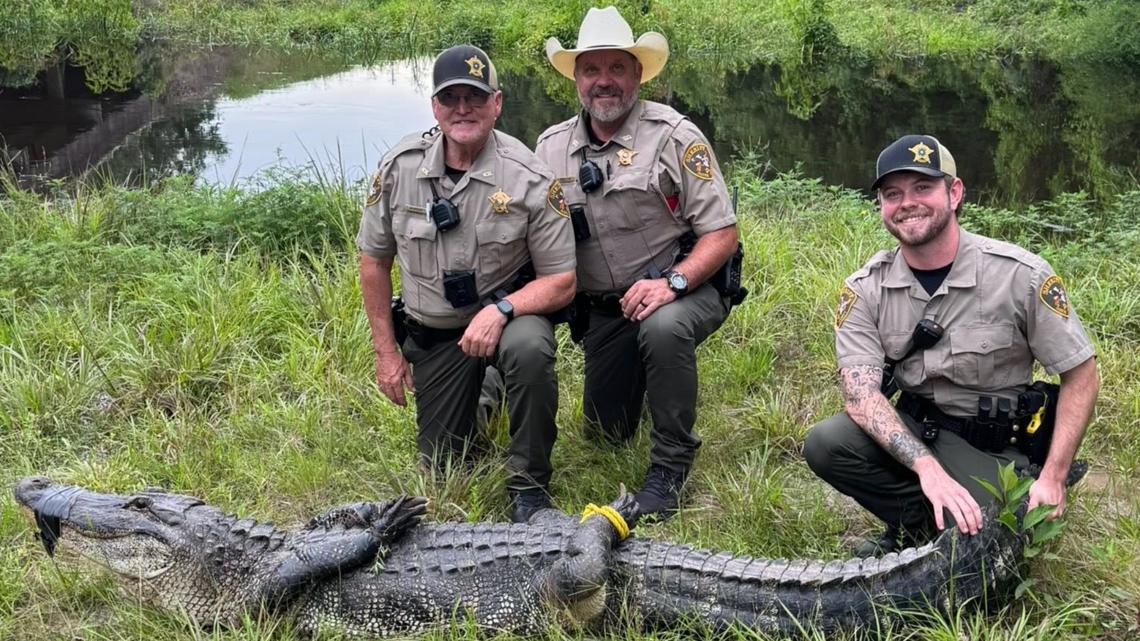Deputies relocate 9.5-foot alligator blocking traffic near East Texas river