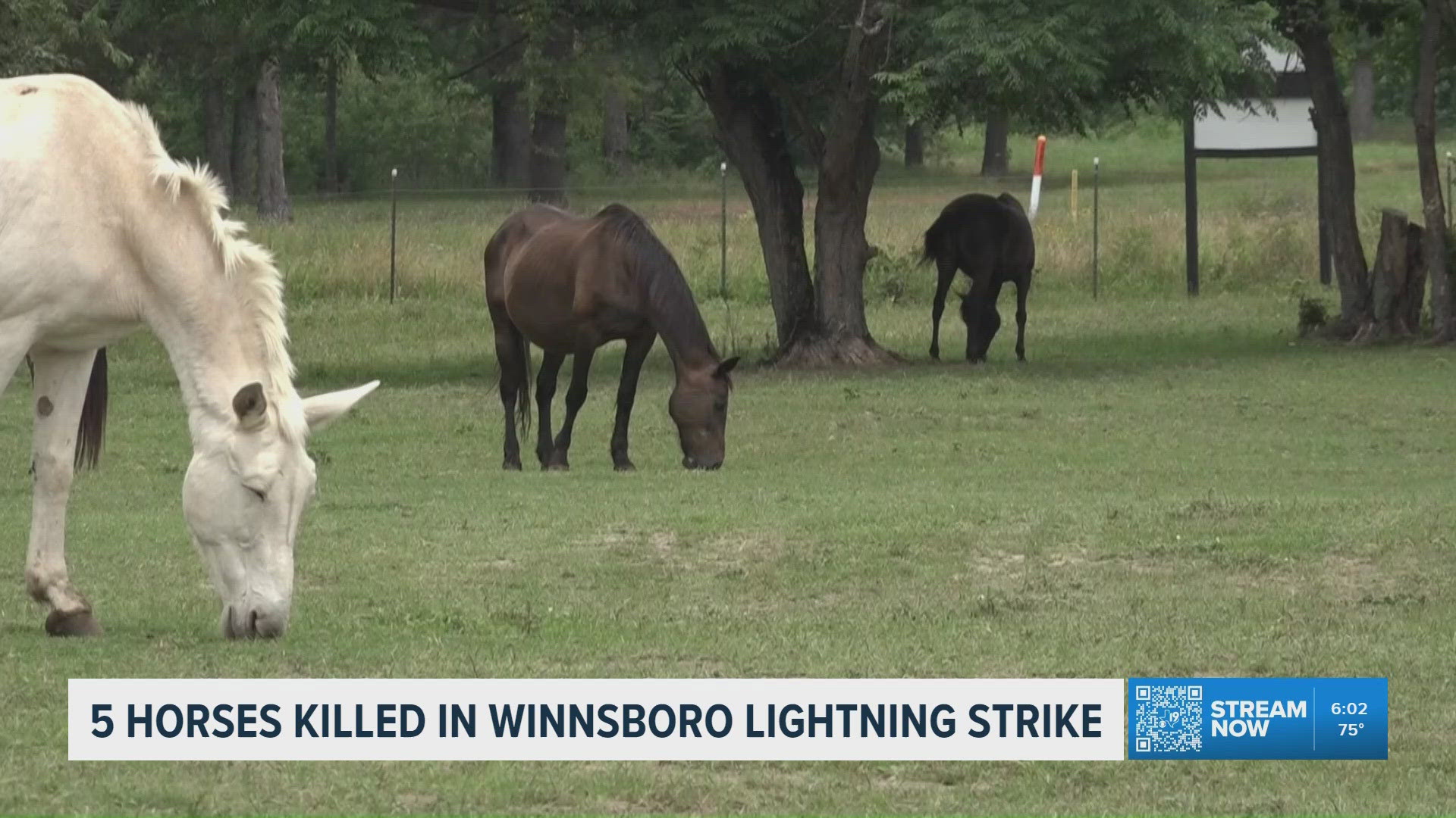 Lightning strike kills 5 horses at Texas equine rescue | wfaa.com