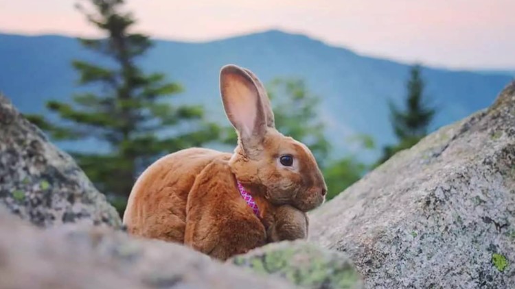 Hiking bunny in NH turns heads on the trail and on TikTok