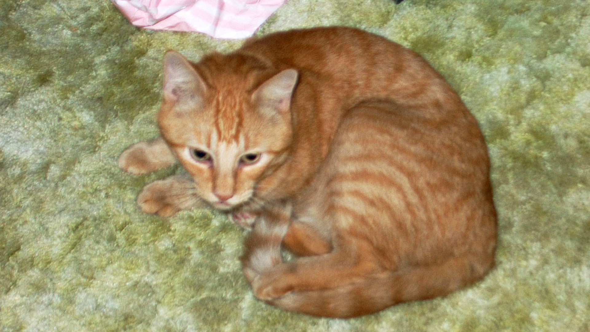 Florida cat missing for 14 years finally reunites with owner