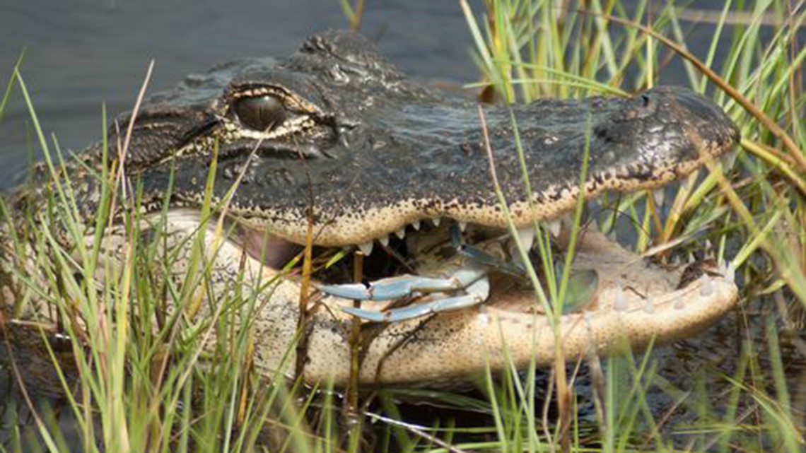 Many Predators Alligators, sharks, mountain lions and other predators are making a ...