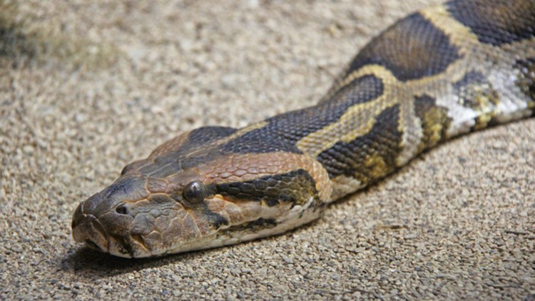 Indonesian Woman Killed, Swallowed by 23-Foot Python in Garden