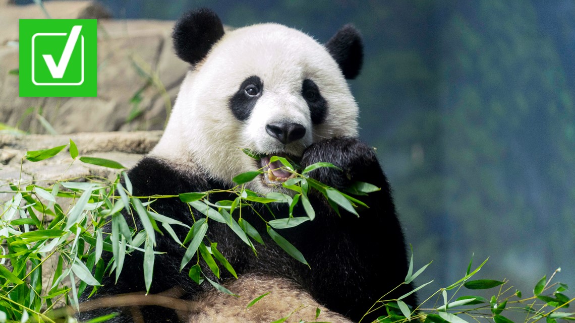 Pandas In U S Zoos Set To Return To China By End Of 2024 Wfaa Pandas In U S Zoos Set To Return To China By End Of 2024 Wfaa