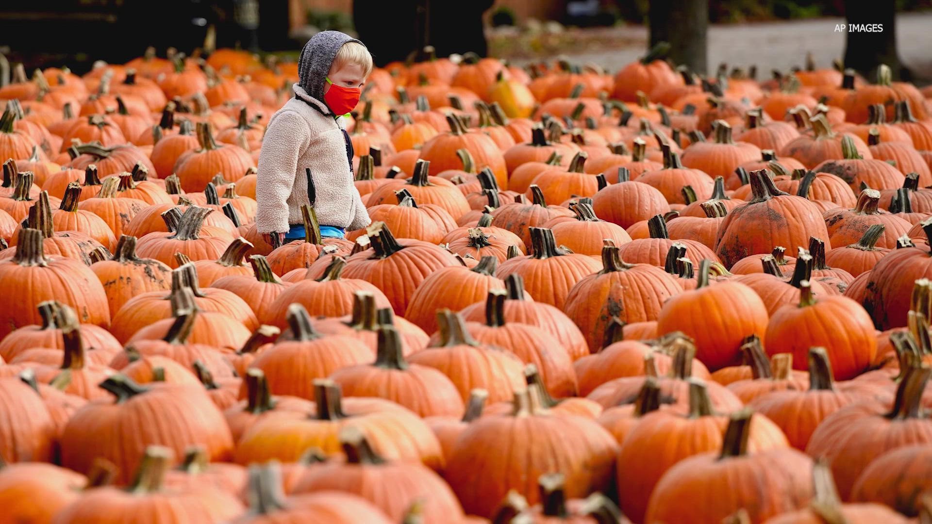 Composting is the best way to discard your pumpkins, but they’re safe for animals to eat as long as they aren’t rotting or have chemicals on them.