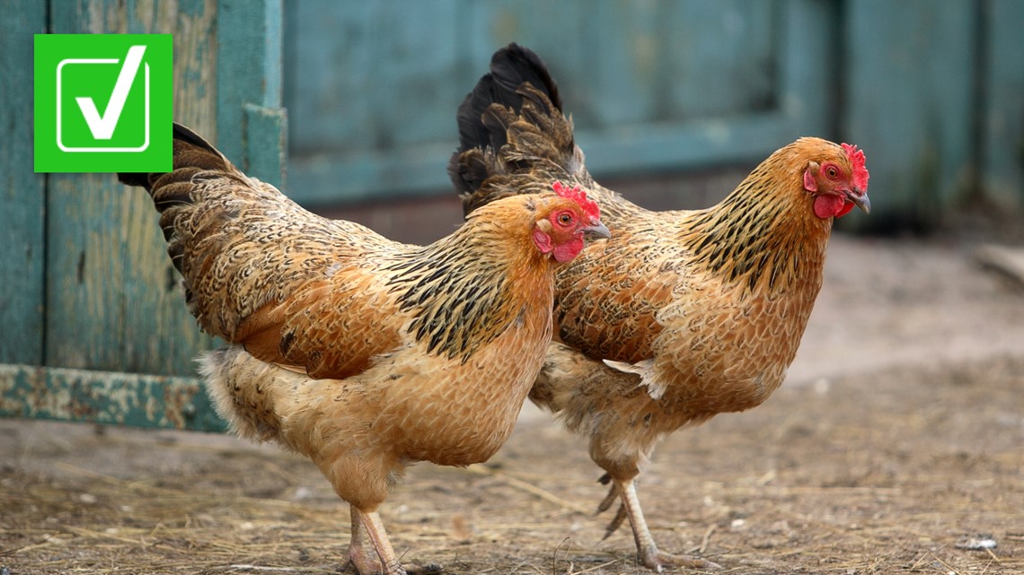 Bird flu found in the United States poses little risk to humans