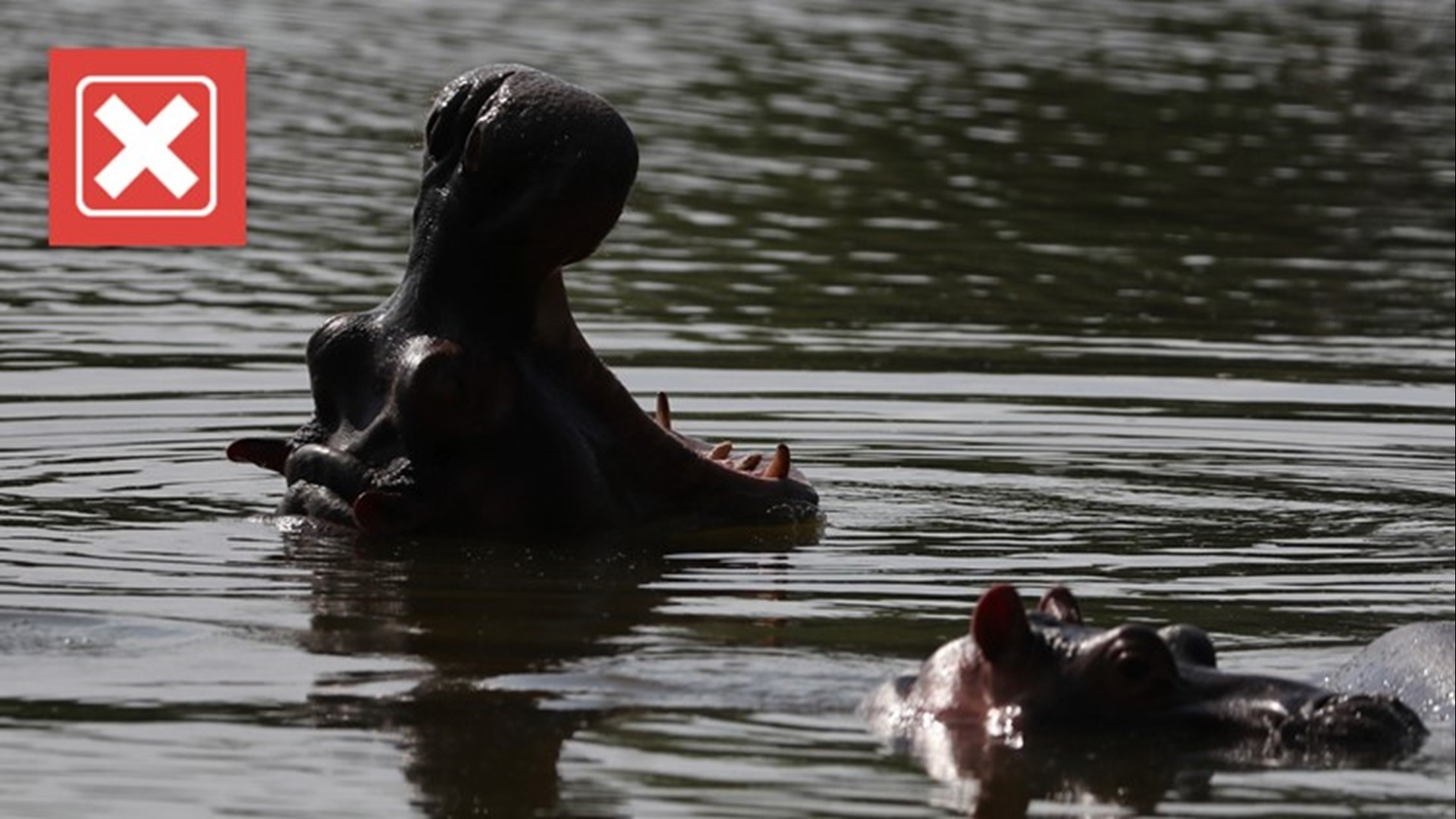 There isn’t an exact count of how many people are killed by hippos each year, but all estimates place hippo deaths far below those caused by mosquitoes and snakes.